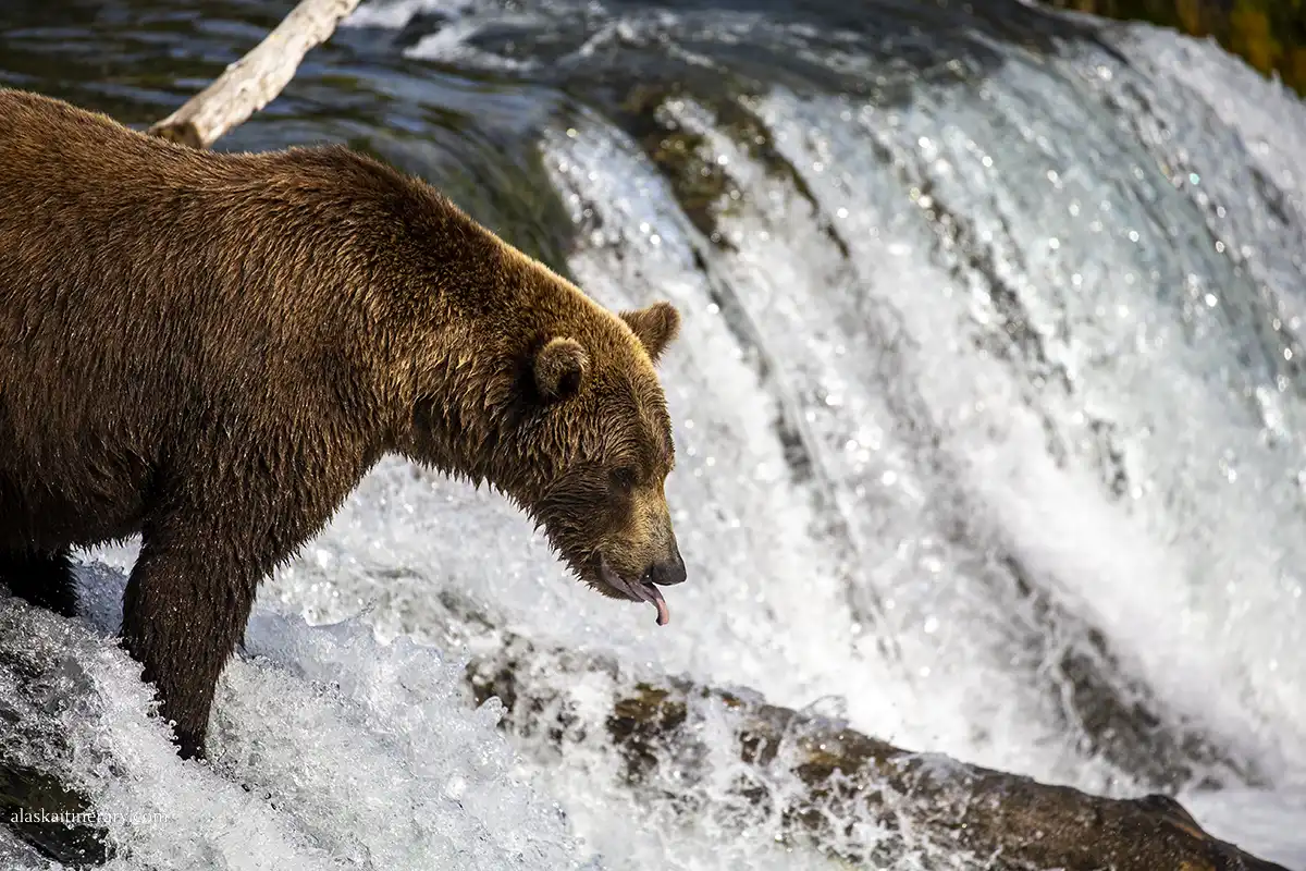 Top Tips for Experiencing an Unforgettable Bear Tour in Alaska